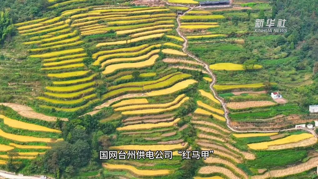 浙江臺州：探索當好“電管家” 護航好“豐”景